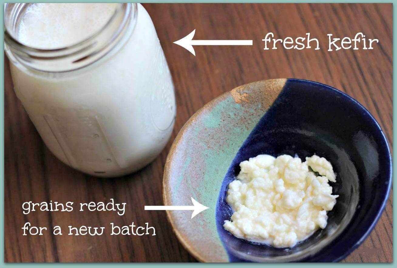 milk kefir grains