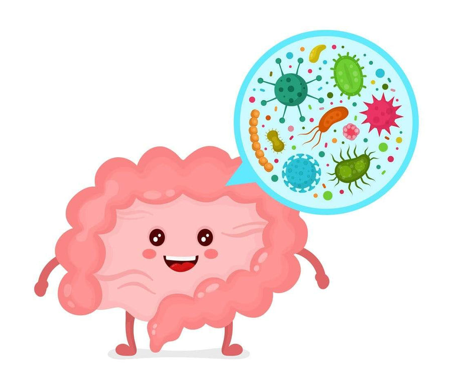 Gut Heath Masterclass: The Microbiome- Nourishme Organics