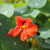 garden nasturtium flower