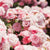 Byron Bay Rose Adore Organic Pure Rose Water Spray 100ml