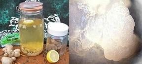 A jar of water kefir with lemon and ginger, and a magnified water kefir grain