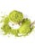 Organic Matcha Green Tea Powder 100g - Nourishmeorganics
